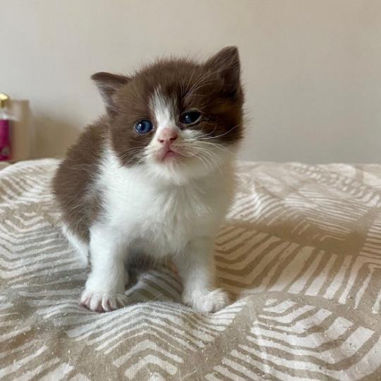 chaton British Shorthair chocolate bicolor BELKYE Chatterie des 7'N Rock chocolate bicolor