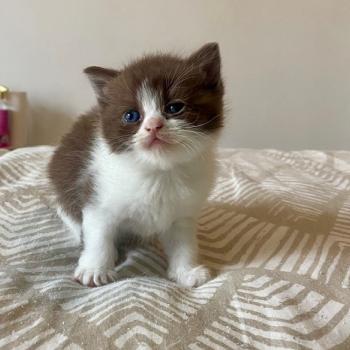 BELKYE Femelle British Shorthair