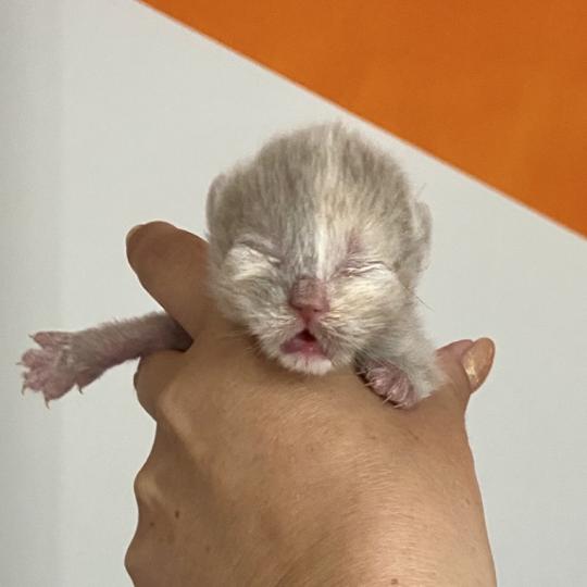 chaton British Shorthair lilac tortie BELYSKA Chatterie des 7'N Rock lilac tortie 
