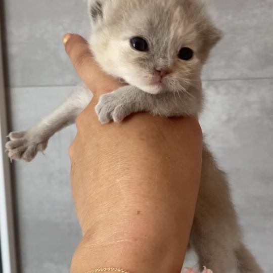 chaton British Shorthair lilac tortie BELYSKA Chatterie des 7'N Rock lilac tortie 