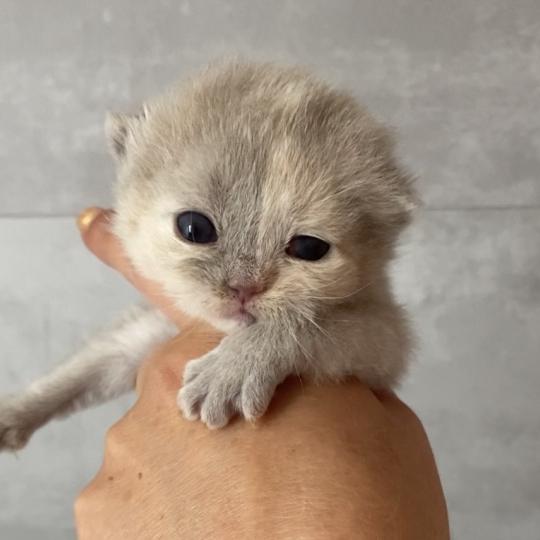 chaton British Shorthair lilac tortie BELYSKA Chatterie des 7'N Rock lilac tortie 