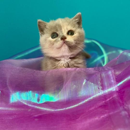 chaton British Shorthair lilac tortie BELYSKA Chatterie des 7'N Rock lilac tortie 