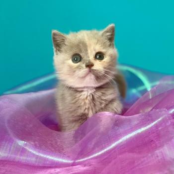 BELYSKA des 7'N Rock Femelle British Shorthair
