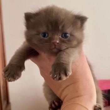 BENNYBEE des 7'N Rock Mâle British Shorthair