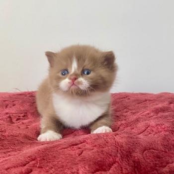 BILLIE JEAN des 7'N Rock Femelle British Shorthair