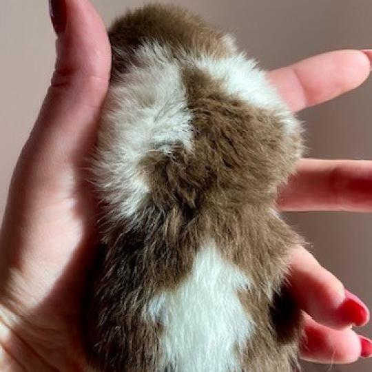 chaton British Shorthair chocolate bicolor BIS'MW Chatterie des 7'N Rock chocolate bicolor