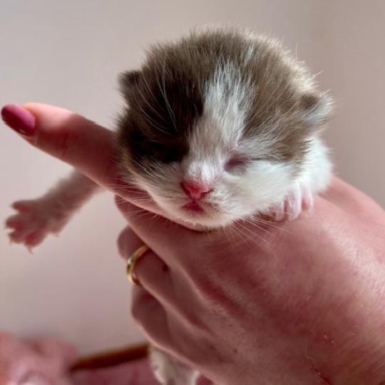 chaton British Shorthair chocolate bicolor BIS'MW Chatterie des 7'N Rock chocolate bicolor