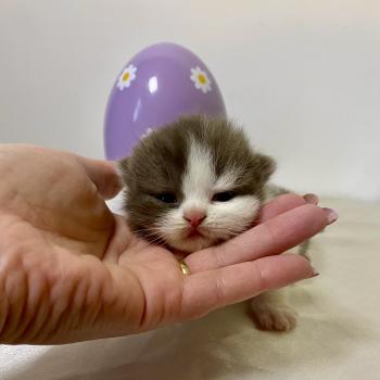 BIS'MW Femelle British Shorthair