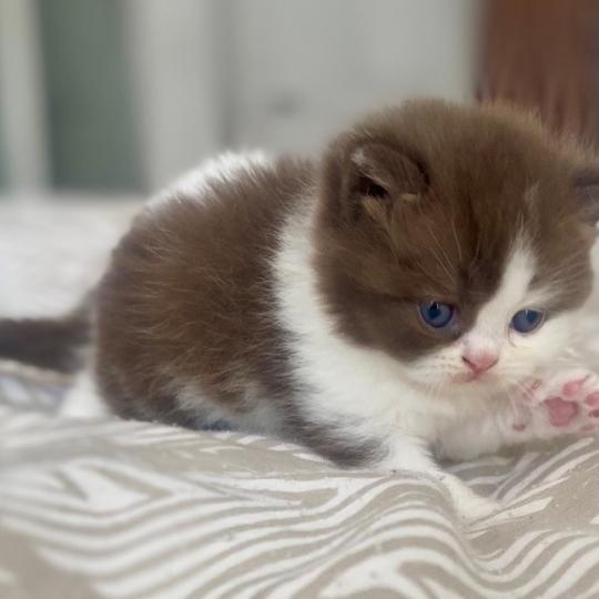 chaton British Shorthair chocolate bicolor BIS'MW Chatterie des 7'N Rock chocolate bicolor