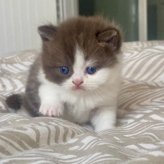 chaton British Shorthair chocolate bicolor BIS'MW Chatterie des 7'N Rock chocolate bicolor