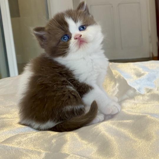 chaton British Shorthair chocolate bicolor BIS'MW Chatterie des 7'N Rock chocolate bicolor