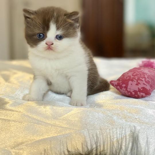 chaton British Shorthair chocolate bicolor BIS'MW Chatterie des 7'N Rock chocolate bicolor