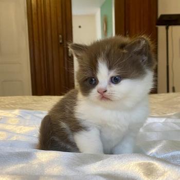BIS'MW Femelle British Shorthair