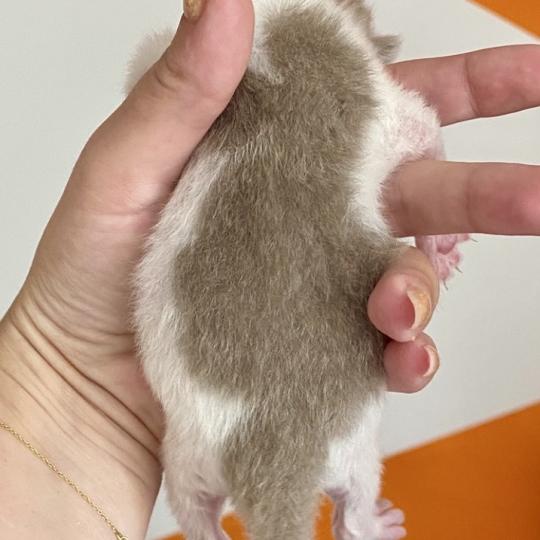 chaton British Shorthair lilac bicolor BLISS Chatterie des 7'N Rock lilac bicolor