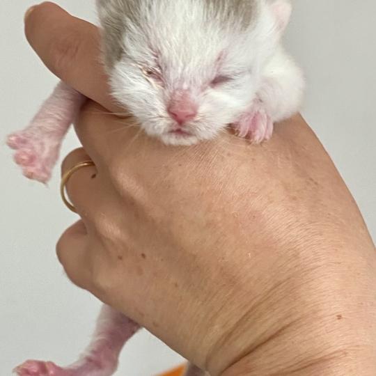 chaton British Shorthair lilac bicolor BLISS Chatterie des 7'N Rock lilac bicolor