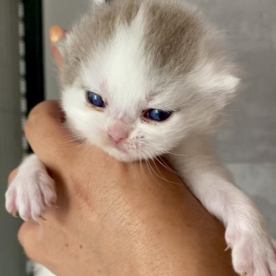 chaton British Shorthair lilac bicolor BLISS Chatterie des 7'N Rock lilac bicolor