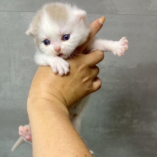 chaton British Shorthair lilac bicolor BLISS Chatterie des 7'N Rock lilac bicolor