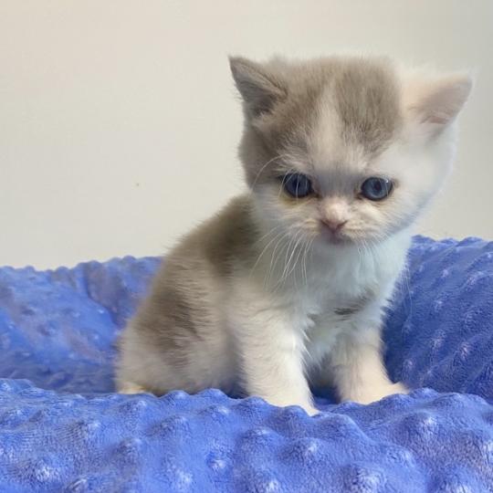 chaton British Shorthair lilac bicolor BLISS Chatterie des 7'N Rock lilac bicolor