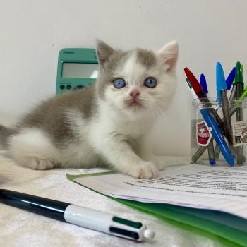 BLISS des 7'N Rock Mâle British Shorthair