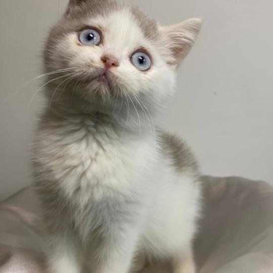 chaton British Shorthair lilac bicolor BLISS Chatterie des 7'N Rock lilac bicolor
