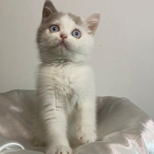 chaton British Shorthair lilac bicolor BLISS Chatterie des 7'N Rock lilac bicolor