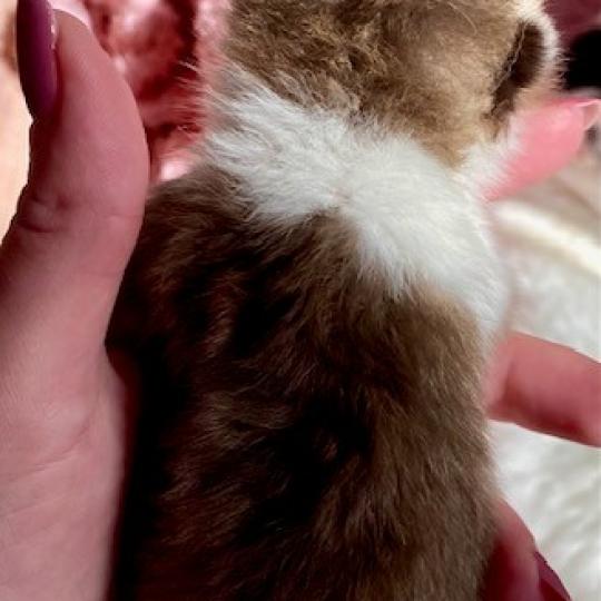 chaton British Shorthair chocolate ticked tabby bicolor BOHEME Chatterie des 7'N Rock chocolate ticked tabby bicolor