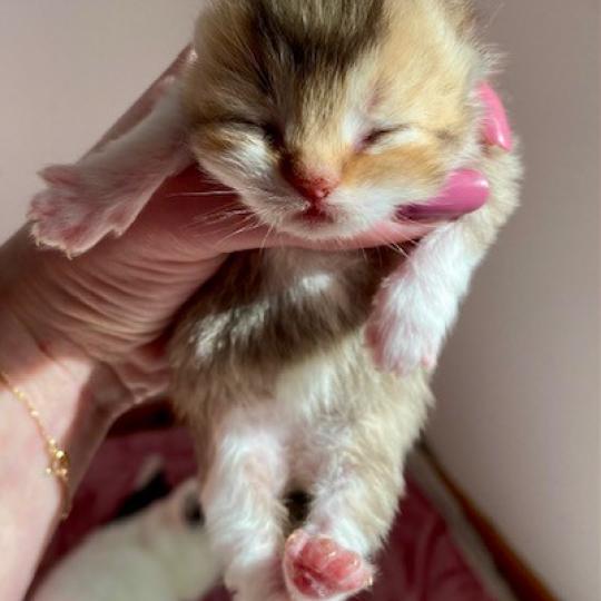 chaton British Shorthair chocolate ticked tabby bicolor BOHEME Chatterie des 7'N Rock chocolate ticked tabby bicolor