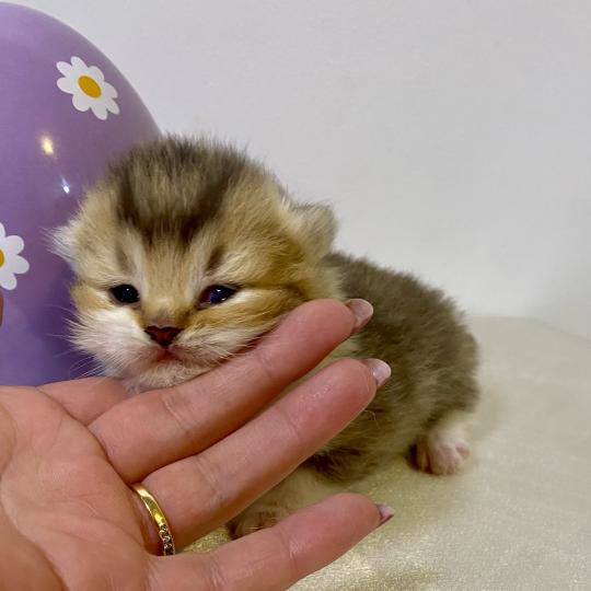 chaton British Shorthair chocolate ticked tabby bicolor BOHEME Chatterie des 7'N Rock chocolate ticked tabby bicolor