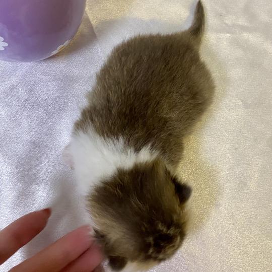 chaton British Shorthair chocolate ticked tabby bicolor BOHEME Chatterie des 7'N Rock chocolate ticked tabby bicolor