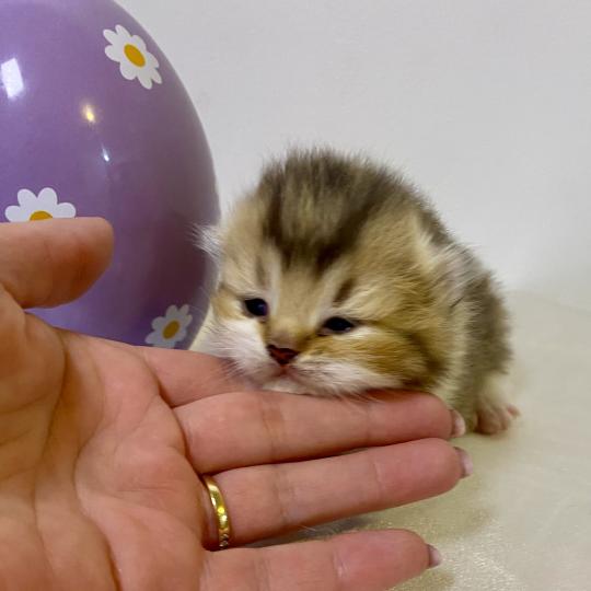 chaton British Shorthair chocolate ticked tabby bicolor BOHEME Chatterie des 7'N Rock chocolate ticked tabby bicolor