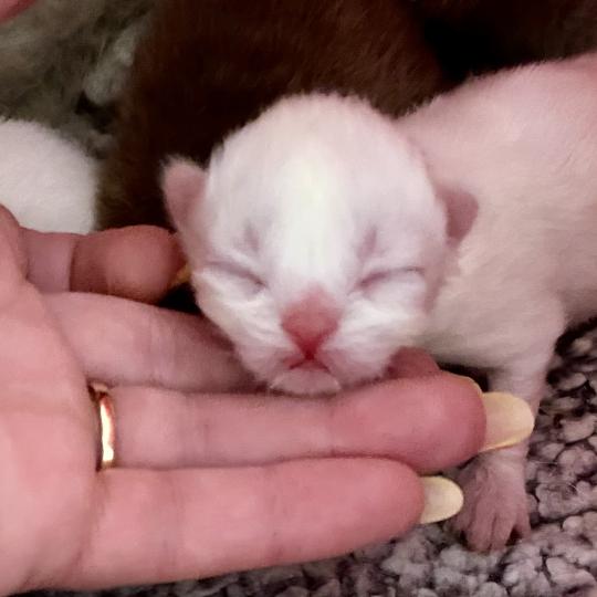 chaton Céleste poils courts point Bloomie Chatterie des 7'N Rock  point