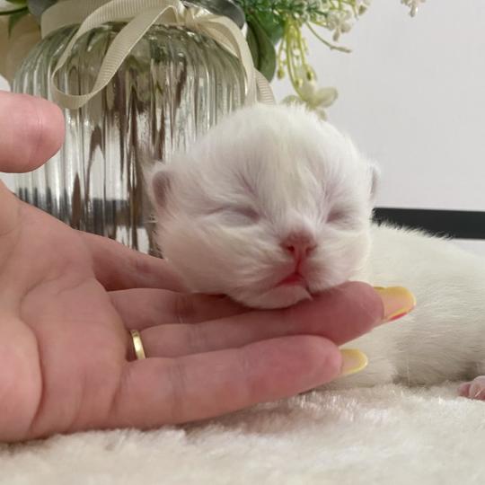 chaton Céleste poils courts point Bloomie Chatterie des 7'N Rock  point