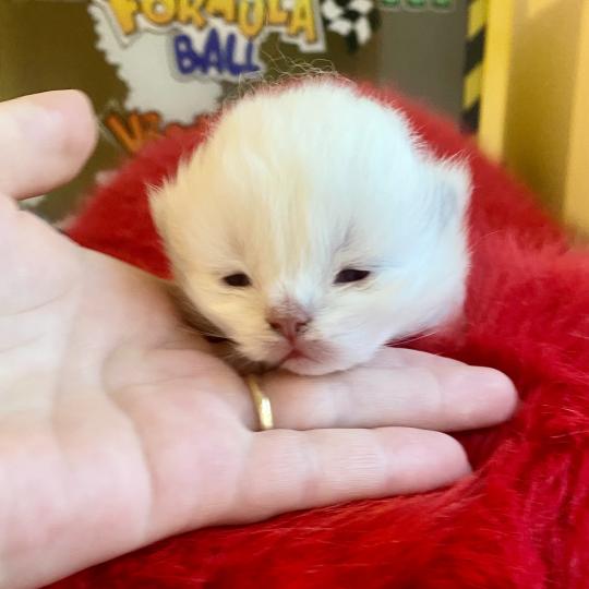 chaton Céleste poils courts point Bloomie Chatterie des 7'N Rock  point