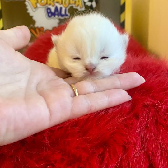 chaton Céleste poils courts point Bloomie Chatterie des 7'N Rock  point