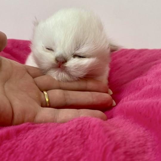 chaton Céleste poils courts point Bloomie Chatterie des 7'N Rock  point