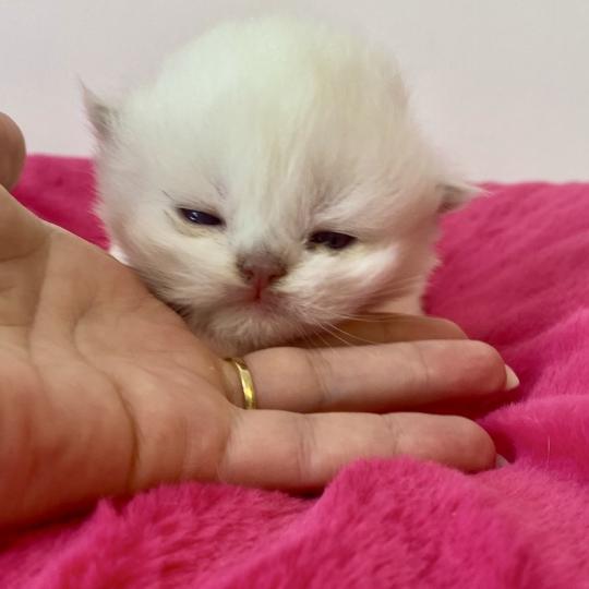 chaton Céleste poils courts point Bloomie Chatterie des 7'N Rock  point