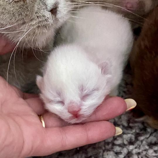 chaton Céleste poils courts point Blush Chatterie des 7'N Rock  point