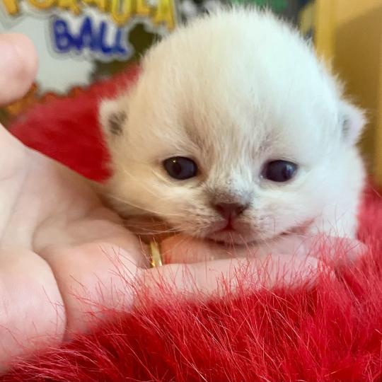 chaton Céleste poils longs point Blush Chatterie des 7'N Rock  point