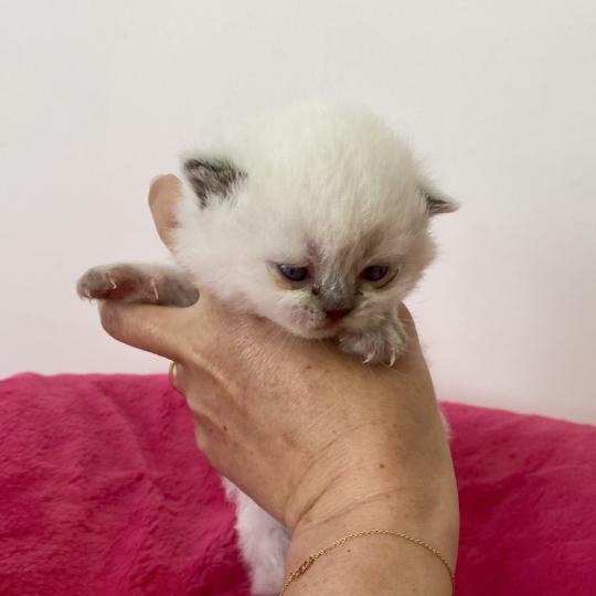 chaton Céleste poils longs point Blush Chatterie des 7'N Rock  point