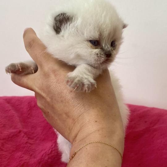 chaton Céleste poils longs point Blush Chatterie des 7'N Rock  point