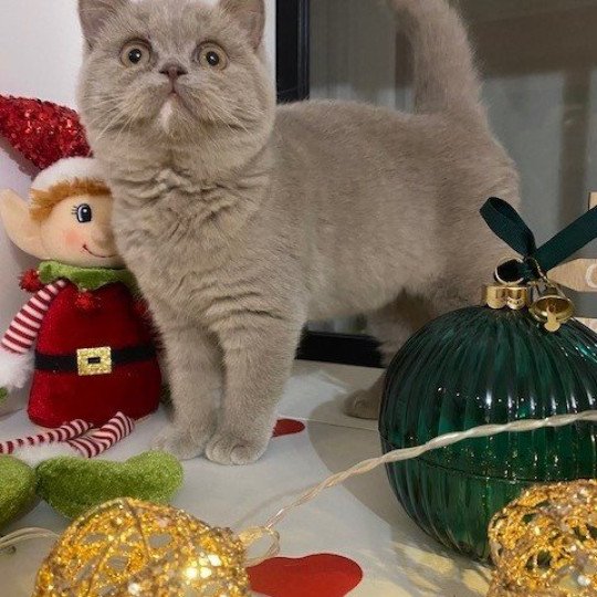 chat Céleste poils courts YOLETTE DE LA HILANNE Chatterie des 7'N Rock lilac locket