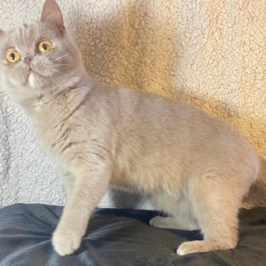 chat Céleste poils courts lilac YOLETTE DE LA HILLANE Chatterie des 7'N Rock lilac locket