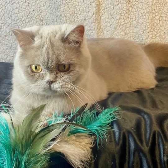 chat Céleste poils courts lilac YOLETTE DE LA HILLANE Chatterie des 7'N Rock lilac locket