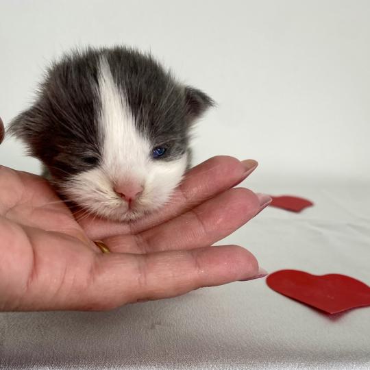 chaton Maine coon blue bicolor BALLERINA CAPPUCINA Chatterie des 7'N Rock blue bicolor