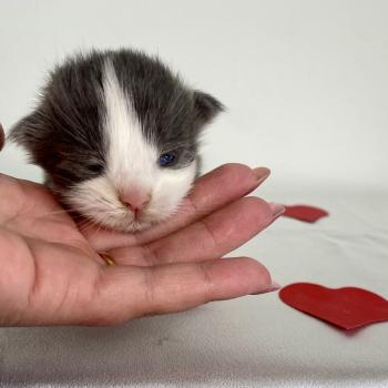 BALLERINA CAPPUCINA Femelle Maine coon