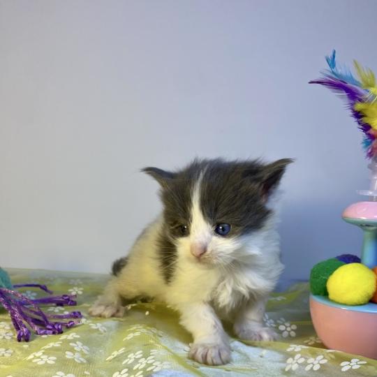 chaton Maine coon blue bicolor BALLERINA CAPPUCINA Chatterie des 7'N Rock blue bicolor