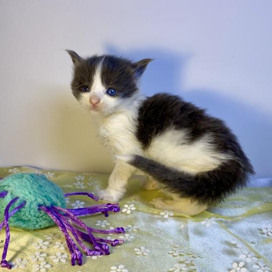 chaton Maine coon blue bicolor BALLERINA CAPPUCINA Chatterie des 7'N Rock blue bicolor