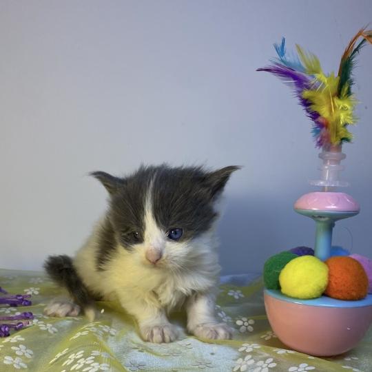 chaton Maine coon blue bicolor BALLERINA CAPPUCINA Chatterie des 7'N Rock blue bicolor