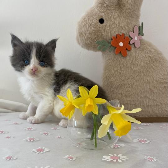 chaton Maine coon blue bicolor BALLERINA CAPPUCINA Chatterie des 7'N Rock blue bicolor