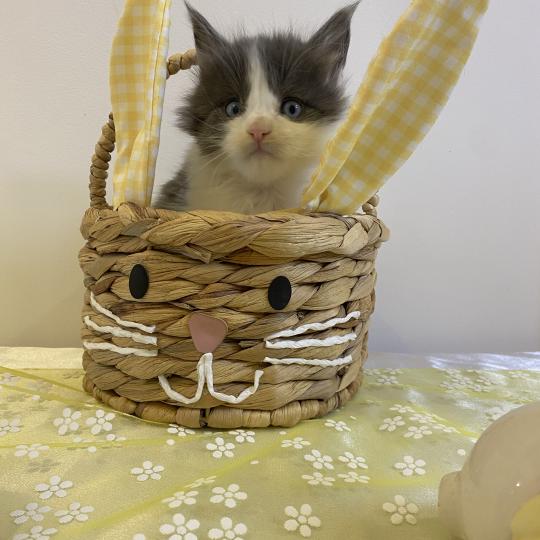 chaton Maine coon blue bicolor BALLERINA CAPPUCINA Chatterie des 7'N Rock blue bicolor